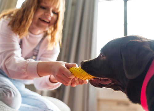 Natural Dog Treats: A Healthier Option for Your Pet