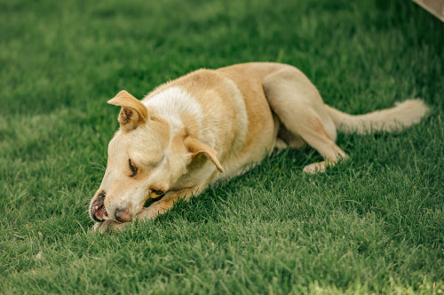 The Best Rawhide-Free Dog Chews for Large Dogs