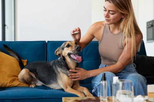 Collagen Sticks for Dogs: Top Benefits Explained