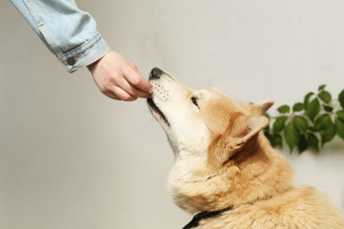 Why Single Ingredient Dog Treats Are the Healthiest Choice