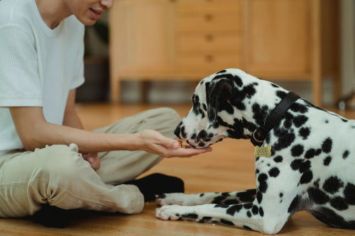 The growing demand for single ingredient dog treats among pet owners in North America and Europe