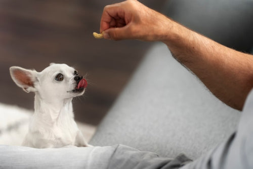 Natural dog chews gaining attention as alternatives to processed pet snacks