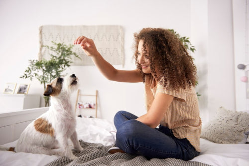 How long lasting dog chews fit into everyday canine care routines