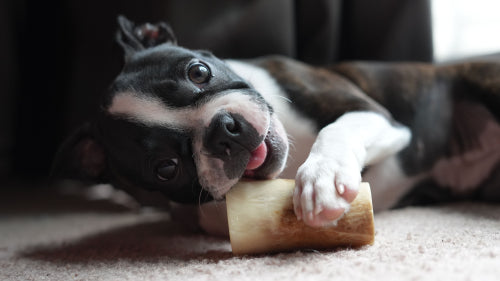 Yak cheese chews emerging in premium natural dog treat categories
