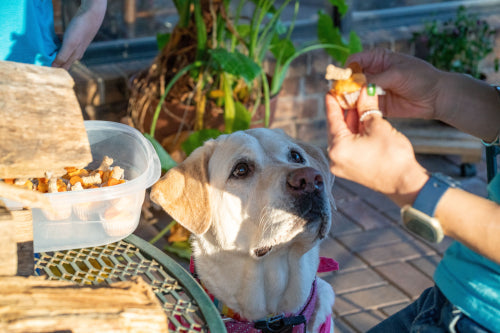 Sweet potato chews as digestible options for sensitive stomachs