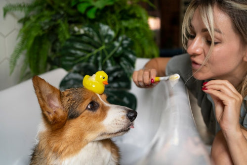Veterinary perspectives on dental outcomes from natural dog chews