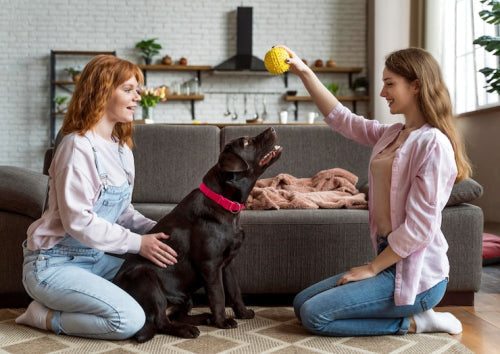 Odor free bully sticks in indoor pet care discussions