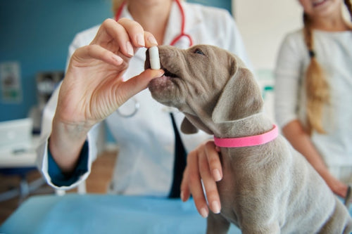 Single ingredient dog treat formulations in veterinary nutrition
