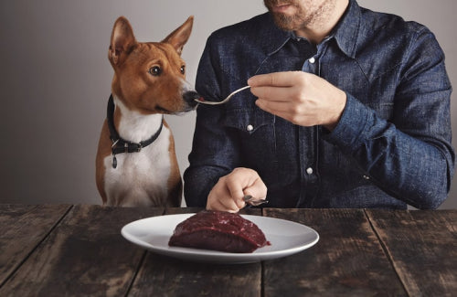 Bully sticks in modern dog nutrition discussions