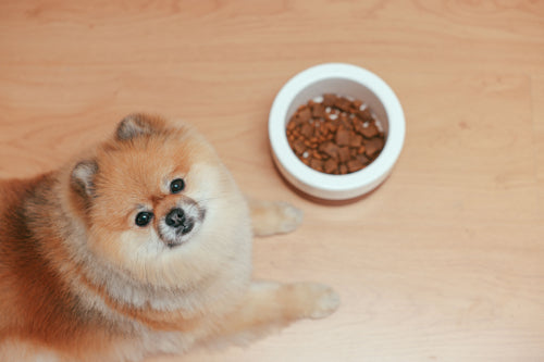 Sustainable sourcing in pet treat manufacturing