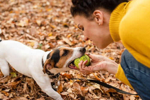 Farm sourced ingredients in premium dog chews