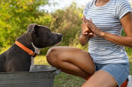 Hypoallergenic dog treat options for sensitive dogs
