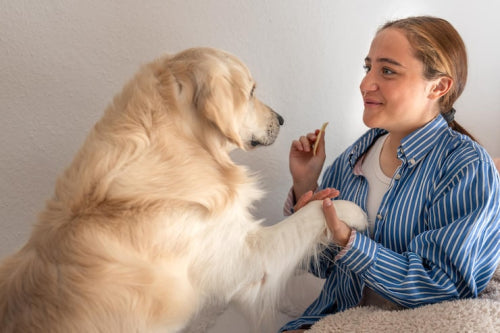 Veterinary advice shaping dog chew choices