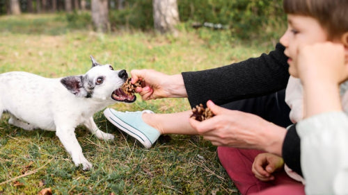 Grain free dog treat discussions in pet nutrition