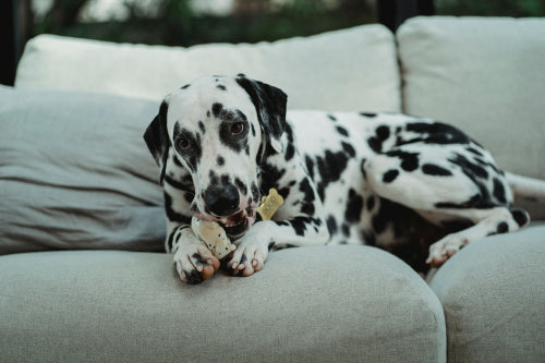 Plant based chews in dog treat categories