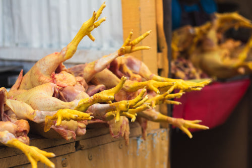 Chicken feet dog treats cultural and global use