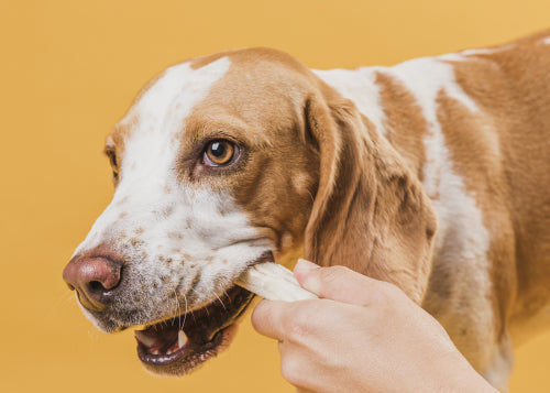 Collagen chews versus traditional animal based chews