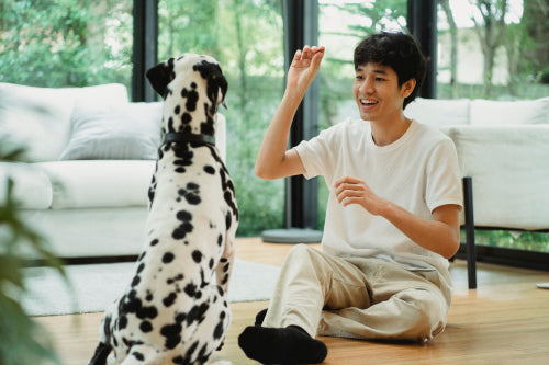 Protein content comparison in dog treat options