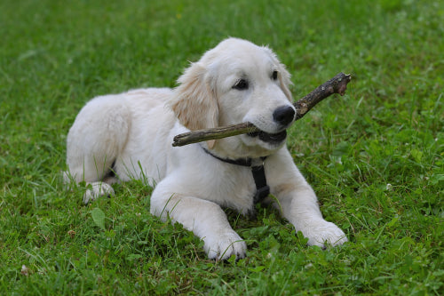 Odor differences across bully sticks and other chews