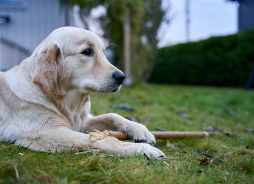 Chewing durability in yak chews versus collagen sticks