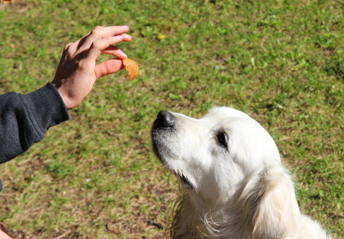 Ingredient sourcing differences in natural dog treats