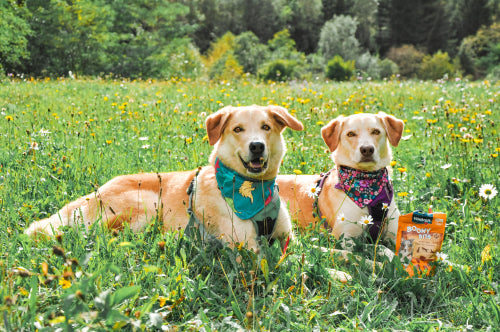 Additive free versus processed dog treat comparisons