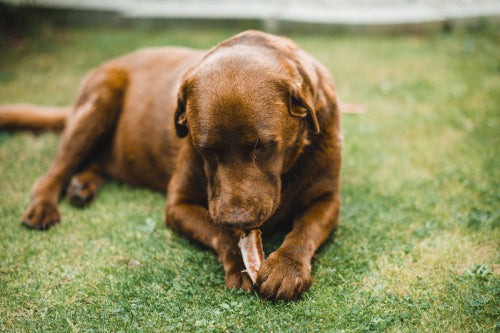 Nutritional differences in plant based and meat based chews
