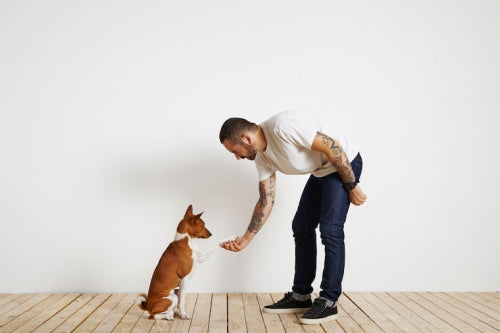 Canine behavioral response to different chew textures