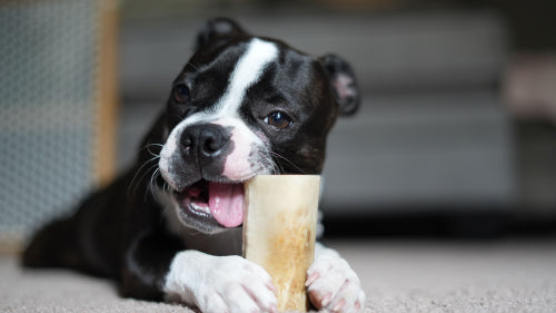 Rawhide alternatives and their safety profiles