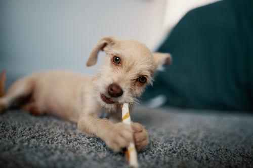 Bully stick digestibility compared with other proteins