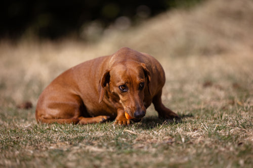 Natural chew suitability for different dog sizes