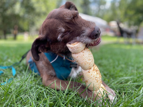 Chew longevity comparisons for aggressive chewers