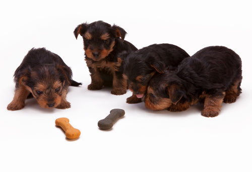 Sourcing practices comparison in pet treat industry