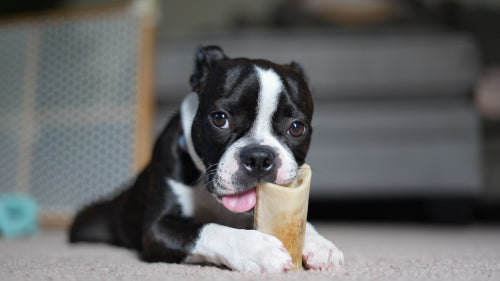 Veterinary opinions on chew product categories