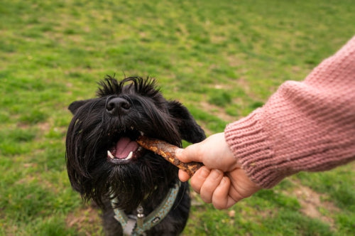Selecting long lasting chews for heavy chewing dogs