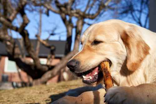 Selecting collagen sticks for joint support needs