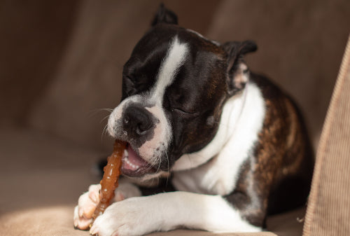 Choosing bully sticks for long chewing sessions