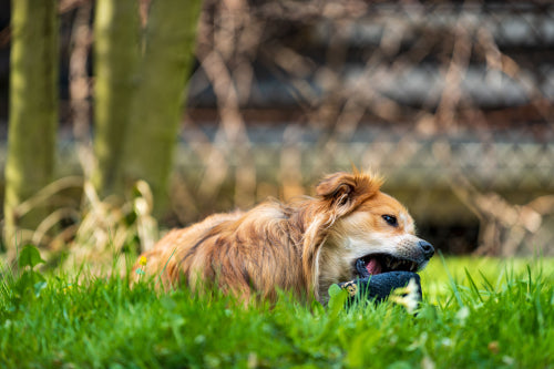 Choosing yak chews for aggressive chewers
