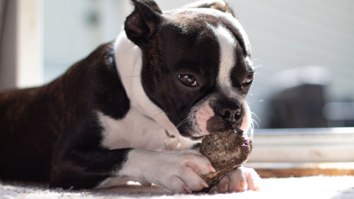 Selecting odor controlled chews for indoor environments