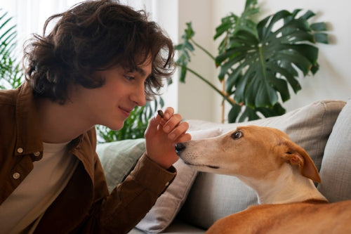 Why Grain-Free Dog Treats Appeal to Health-Conscious Owners