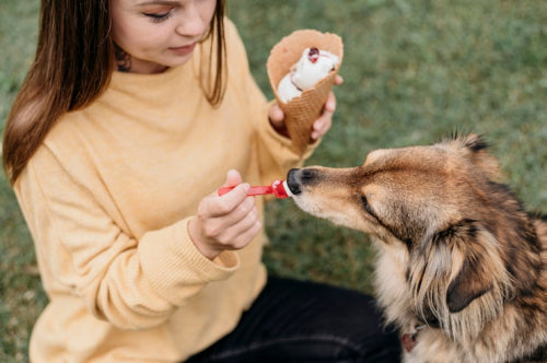 Why Dental Chews Are Part of Everyday Dog Care