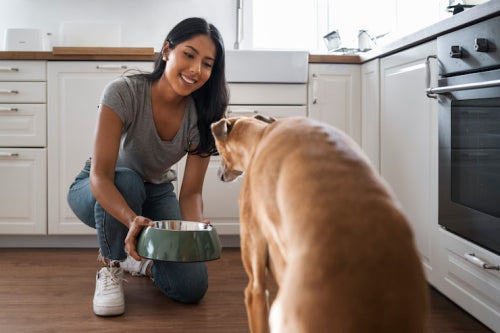 How to Keep Dogs Entertained Without Overfeeding