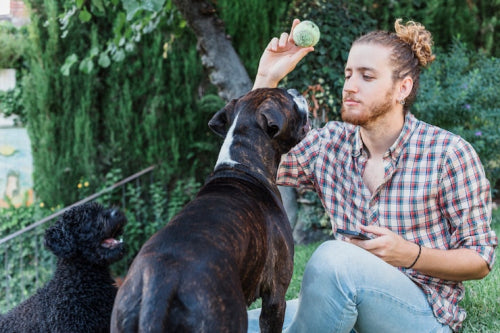 Why Grass-Fed Ingredients Matter in Natural Dog Treats