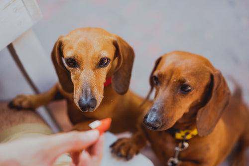 How to Read Dog Treat Ingredient Labels