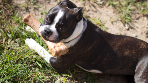 What Pet Parents Should Know About High-Protein Chews