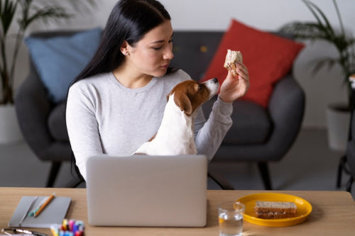 Why Chewing Helps Dogs Manage Energy and Stress