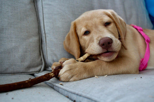 Why Long-Lasting Chews Help Redirect Destructive Chewing