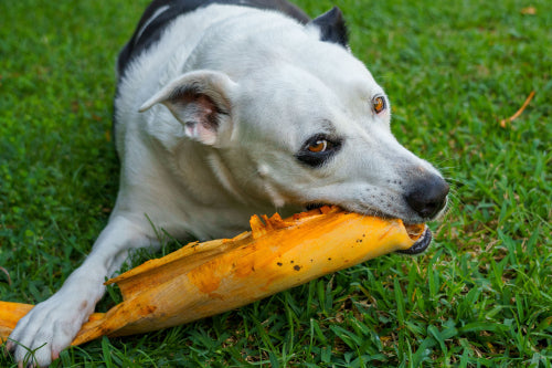 Why Natural Chews Are Useful for Crate Time and Quiet Time