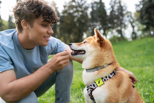 What Makes Crunchy Dog Treats Helpful for Oral Care