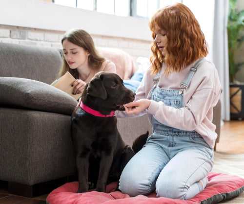 Why Pet Parents Avoid Artificial Colors and Fillers